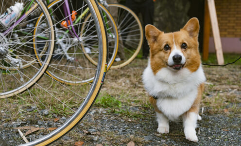 看板犬のムクにつきまして。